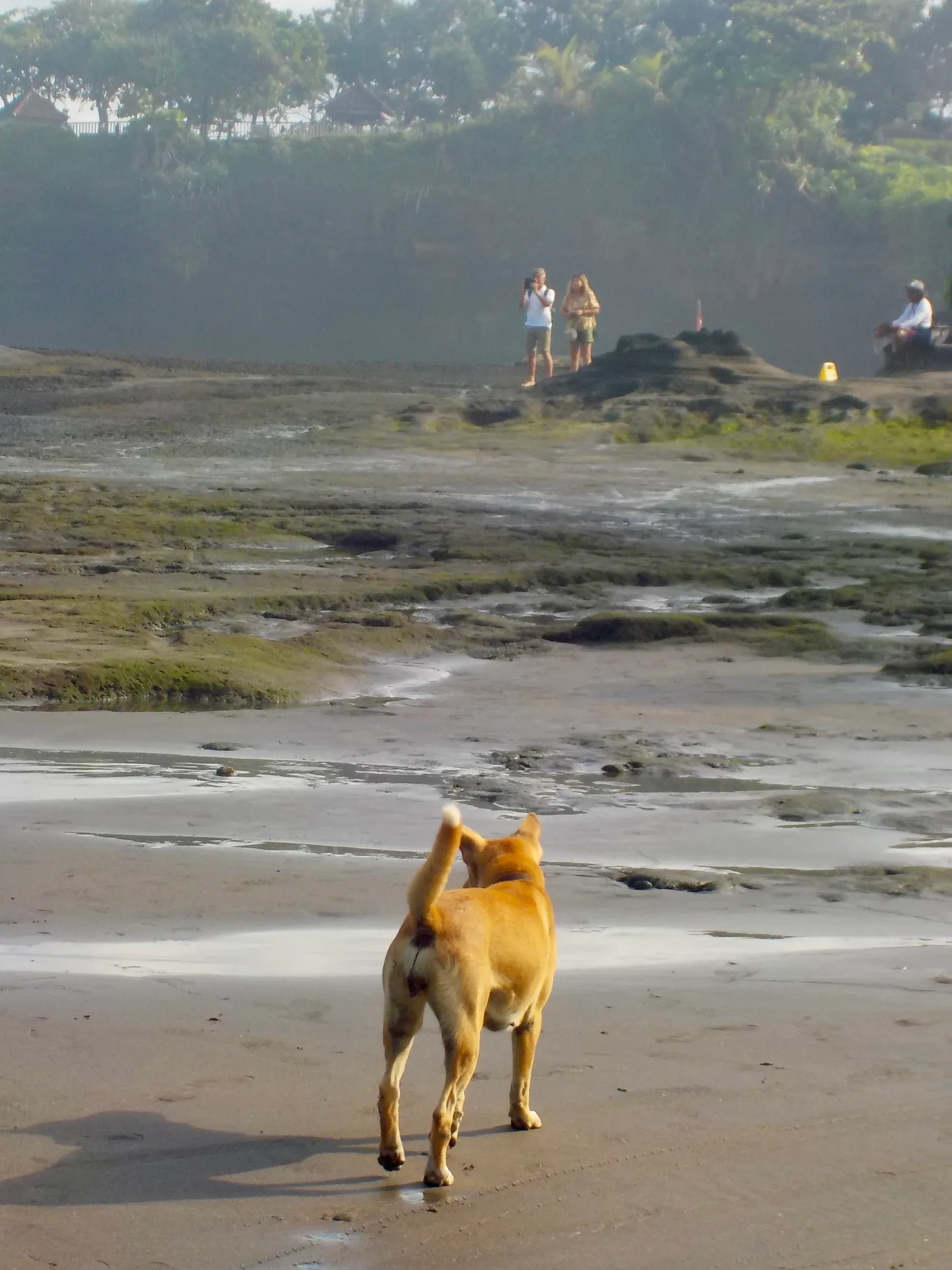 animal photograph taken in Bali, Indonesia, 2025