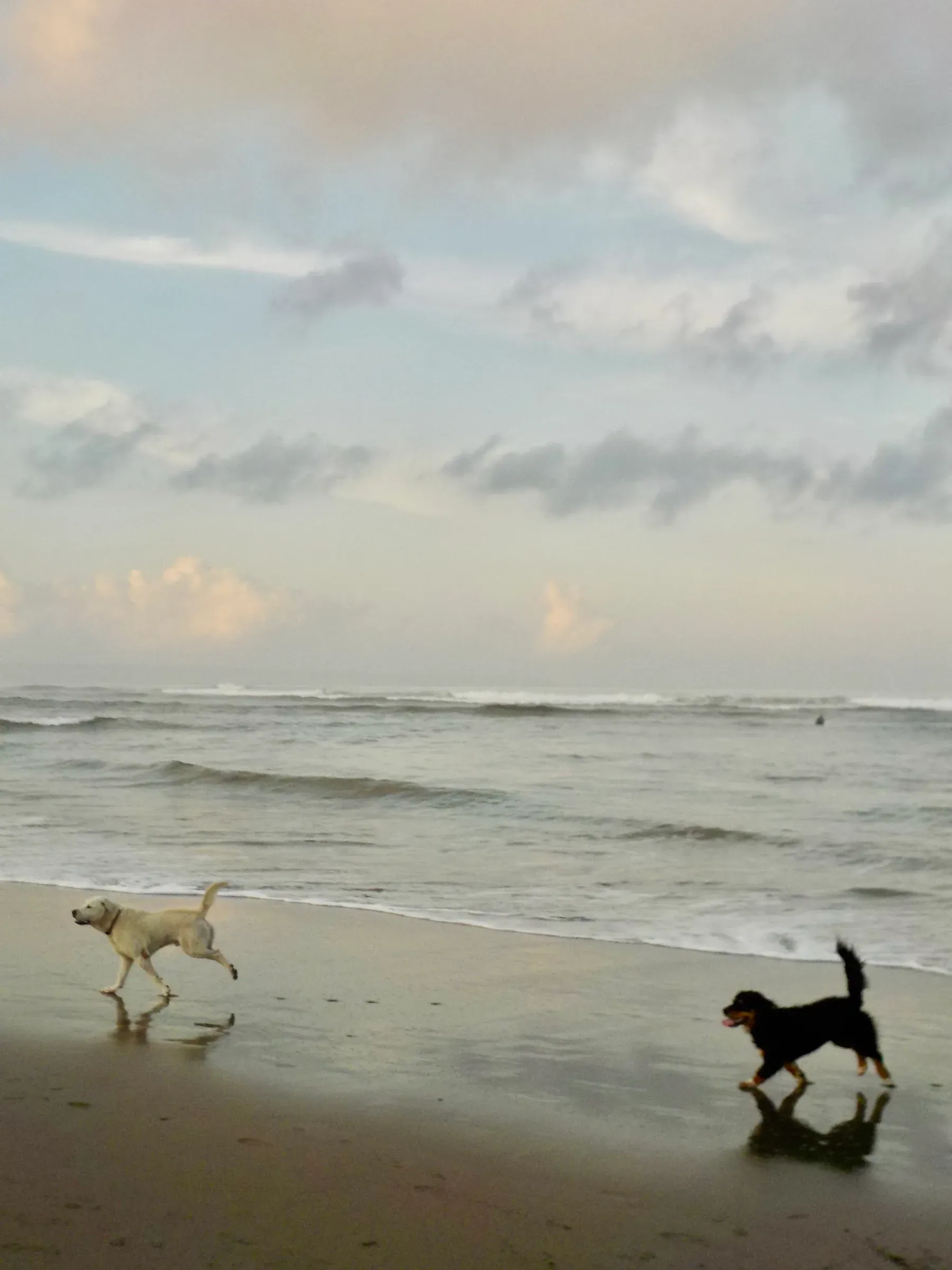 animal photograph taken in Bali, Indonesia, 2025