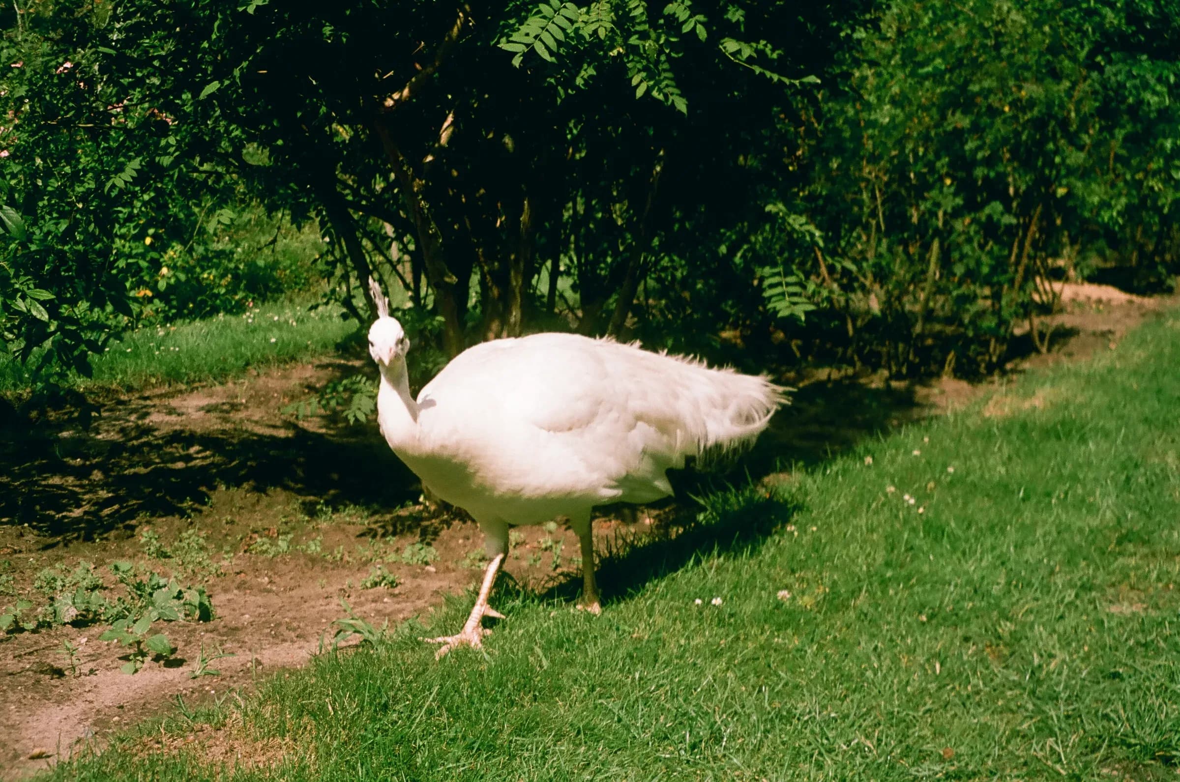 animal photograph taken in Berlin, Germany, 2024