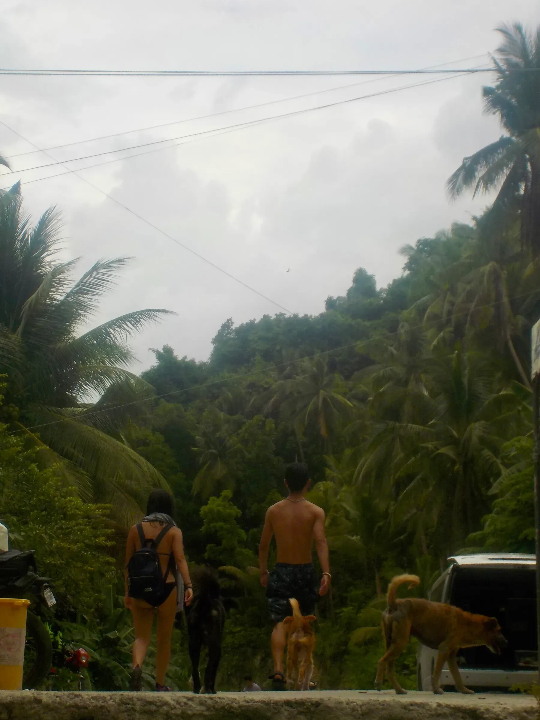 nature photograph taken in Cebu, Philippines, 2025