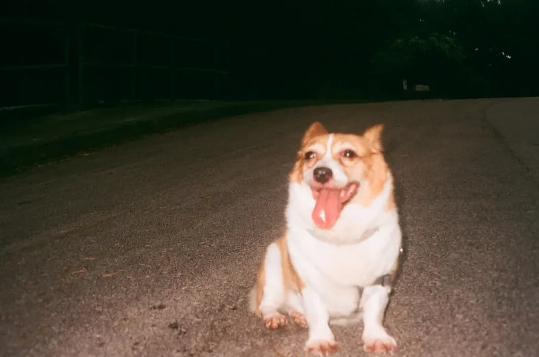 animal photograph taken in Hong Kong, Hong Kong, 2023