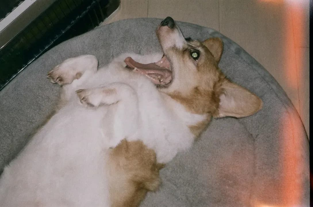 animal photograph taken in Hong Kong, Hong Kong, 2024