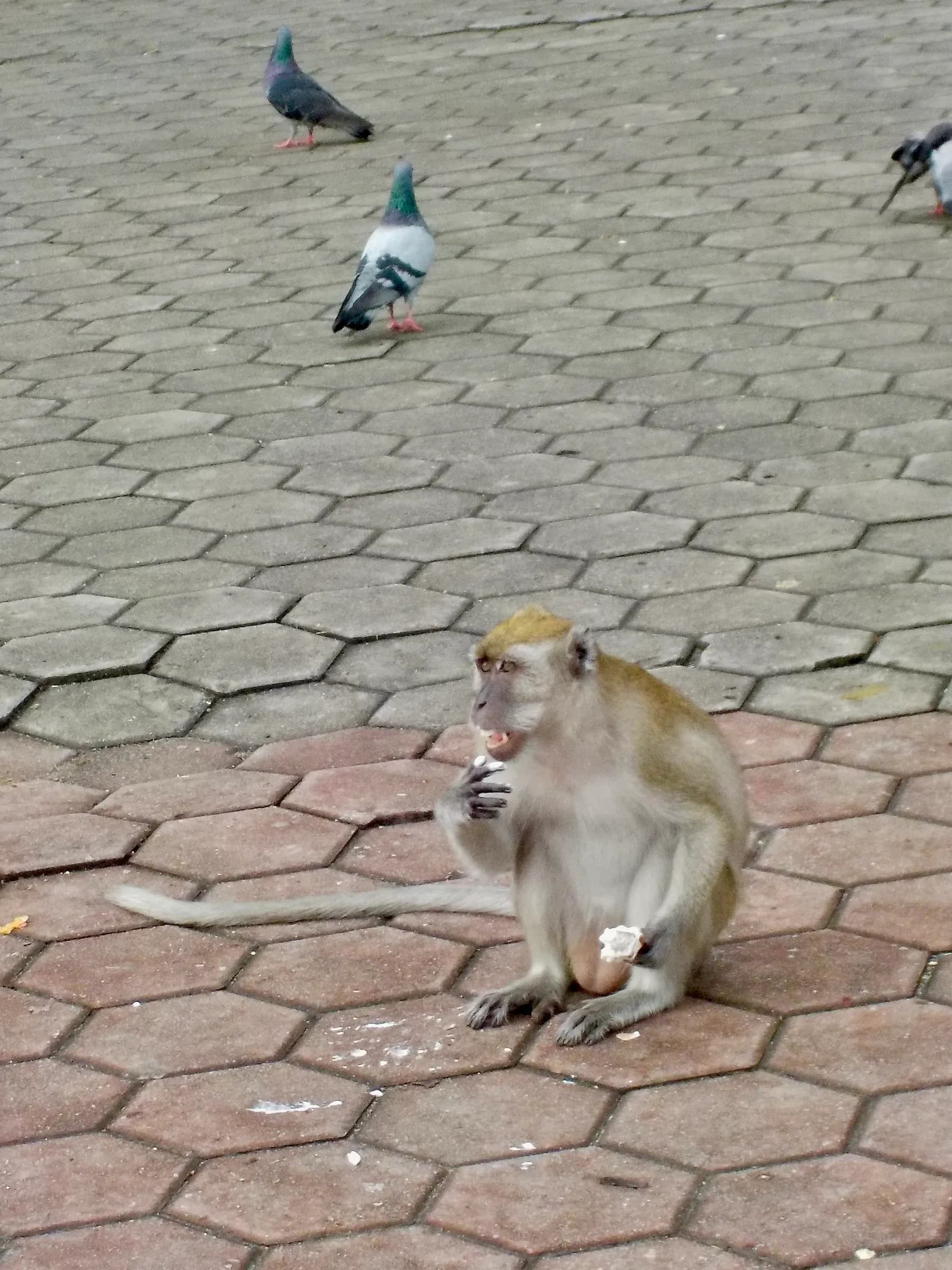 animal photograph taken in Kuala Lumpur, Malaysia, 2025