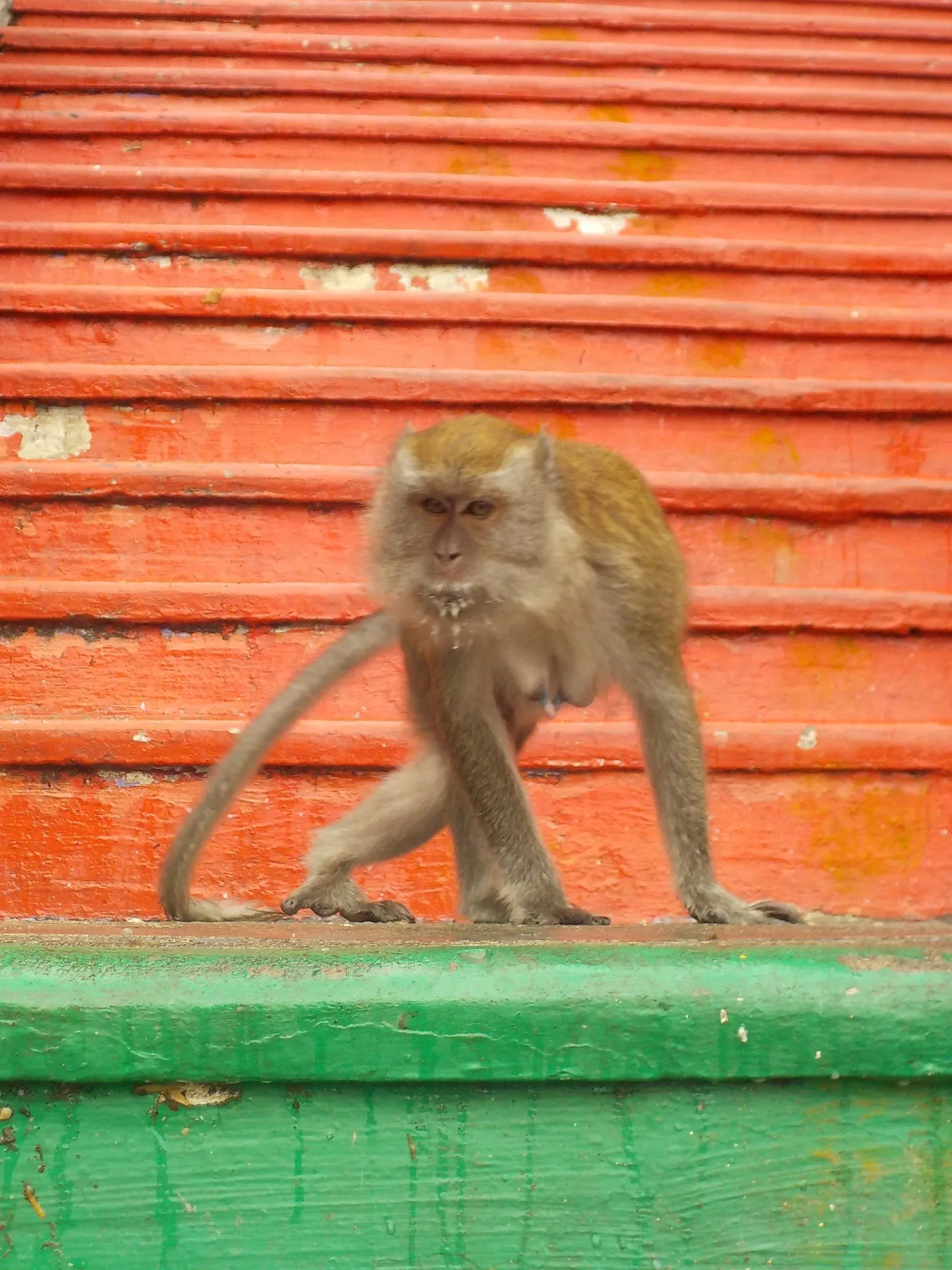 animal photograph taken in Kuala Lumpur, Malaysia, 2025