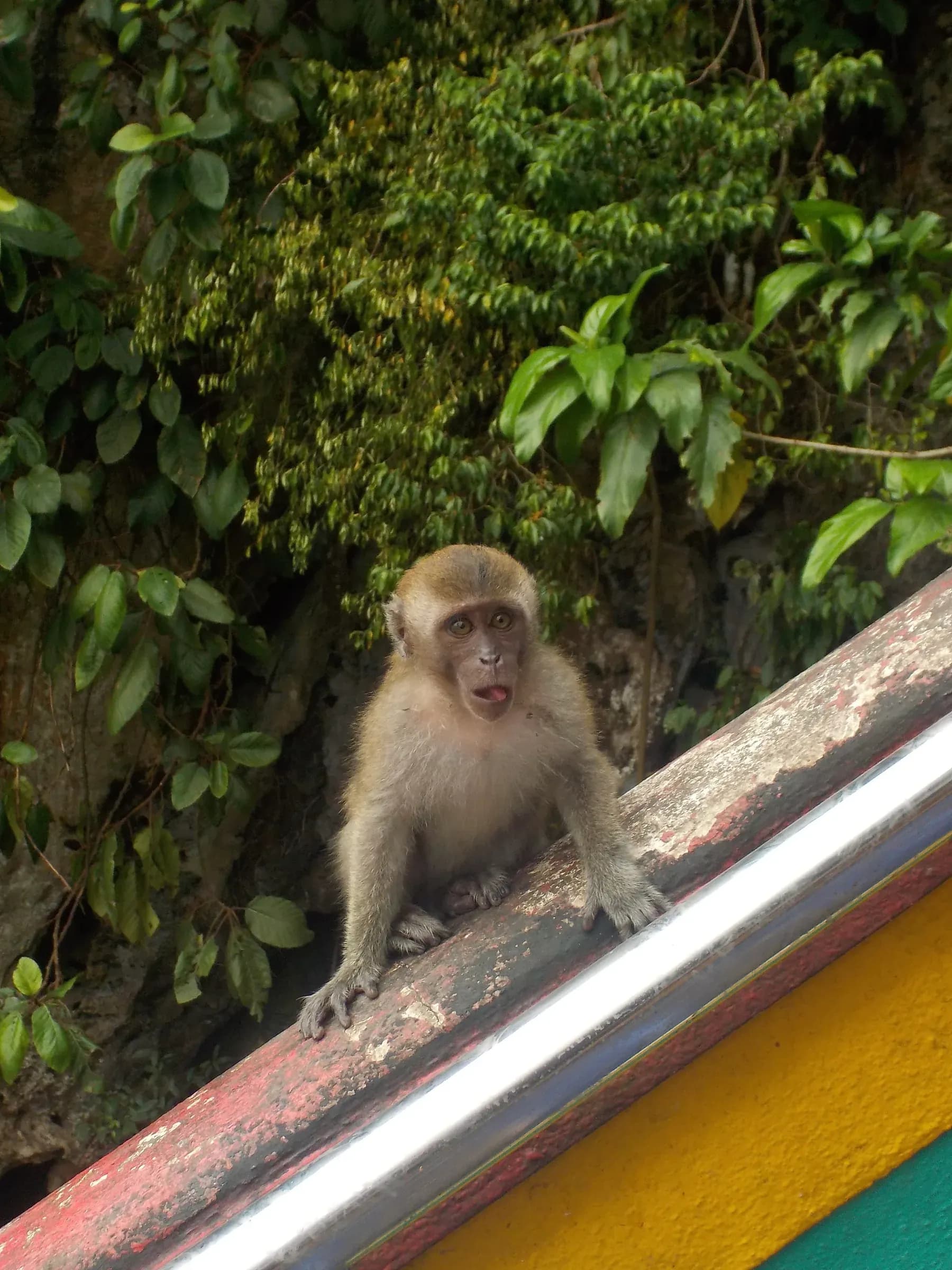 animal photograph taken in Kuala Lumpur, Malaysia, 2025