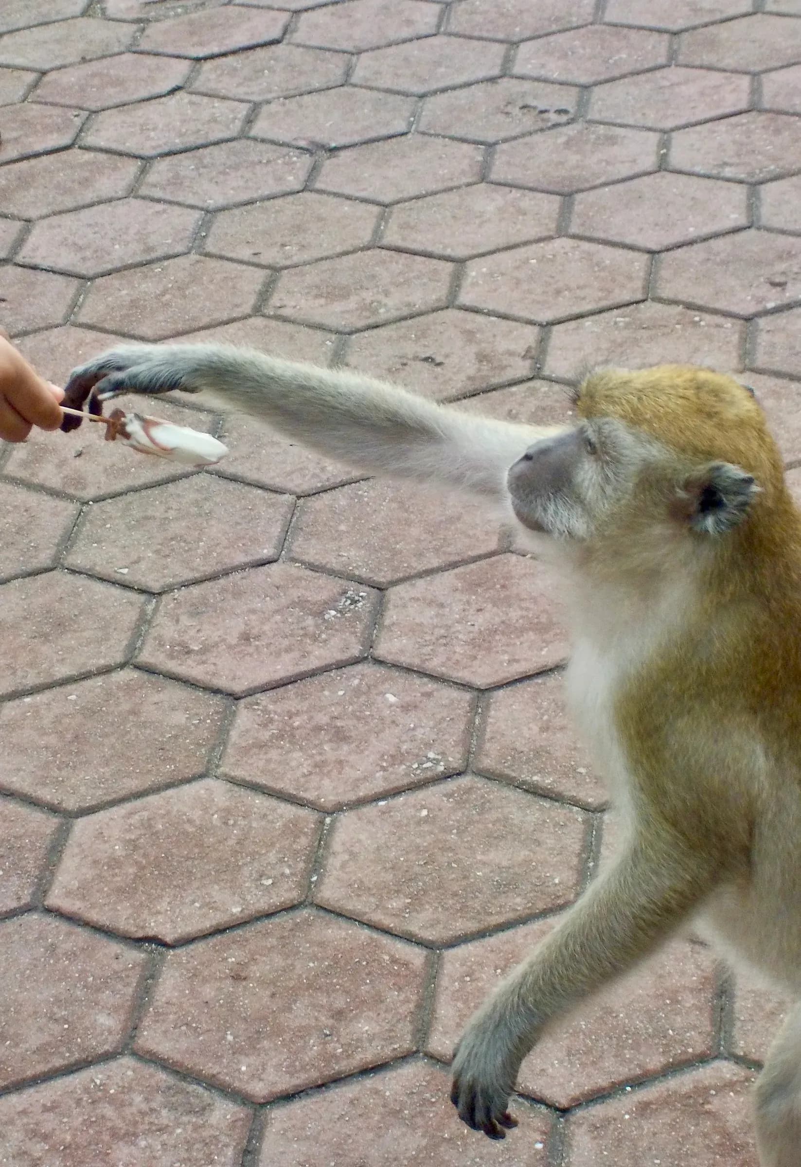 animal photograph taken in Kuala Lumpur, Malaysia, 2025
