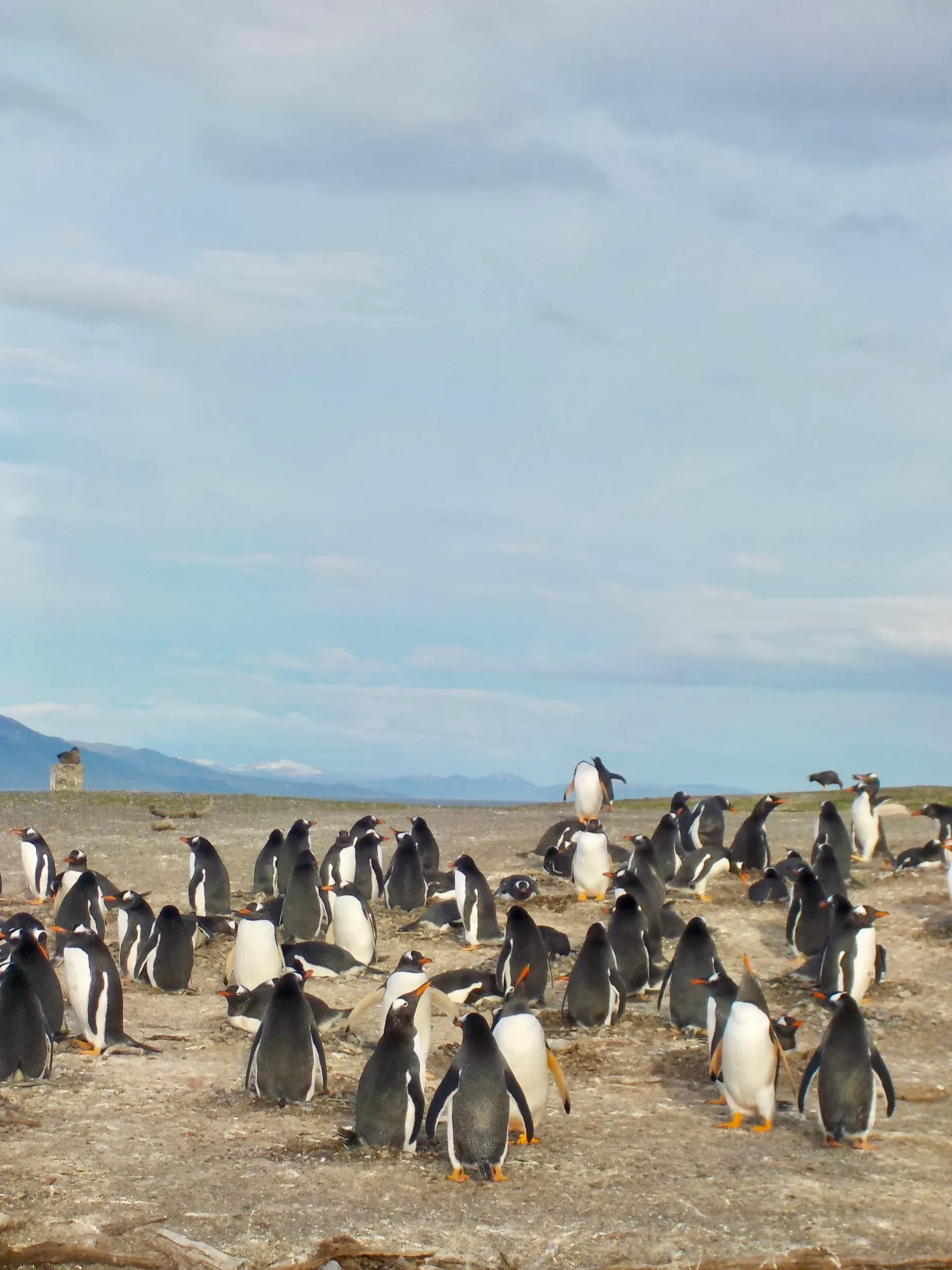 animal photograph taken in Ushuaia, Argentina, 2024