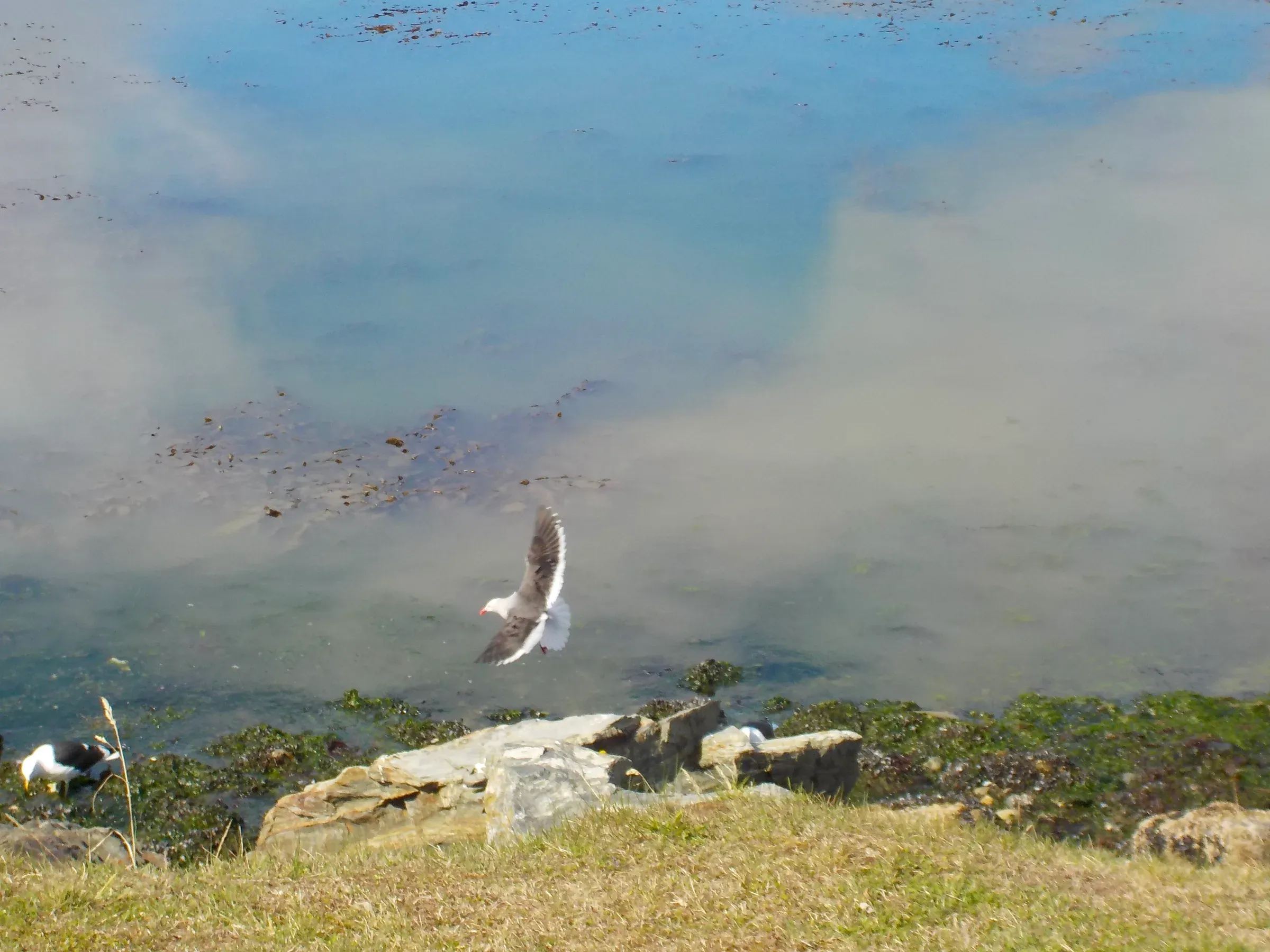 animal photograph taken in Ushuaia, Argentina, 2024