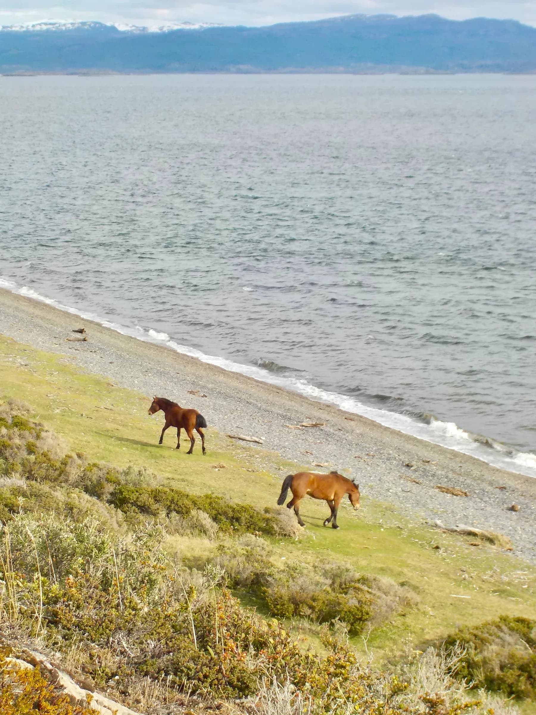animal photograph taken in Ushuaia, Argentina, 2024