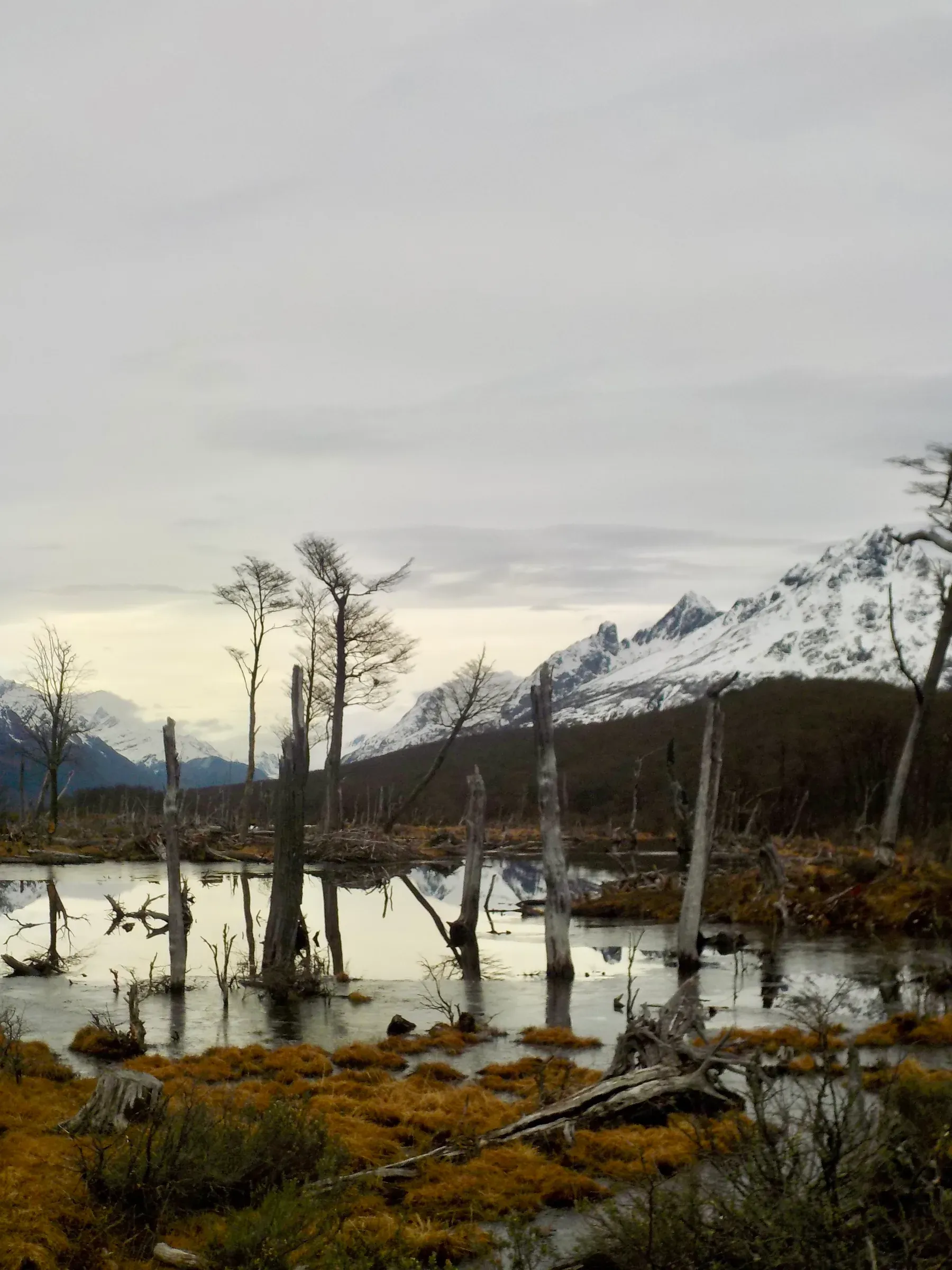 nature photograph taken in Ushuaia, Argentina, 2024
