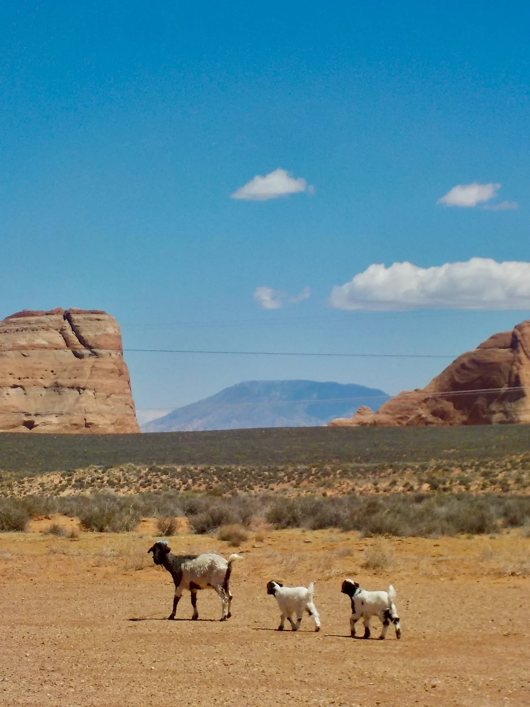 animal photograph taken in Utah, United States, 2026