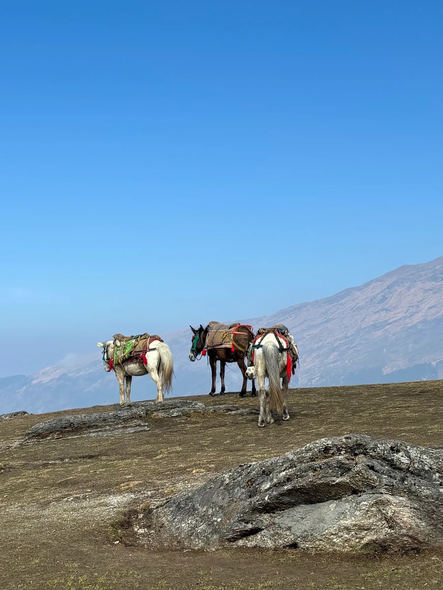 animal photograph taken in Uttarakhand, India, 2026