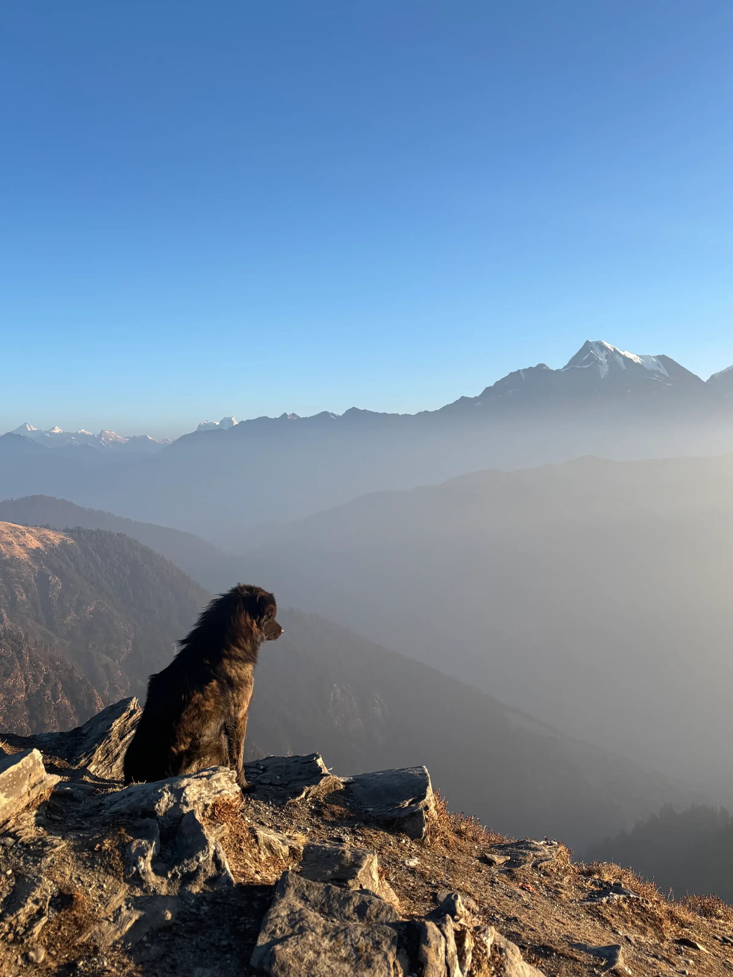 animal photograph taken in Uttarakhand, India, 2026