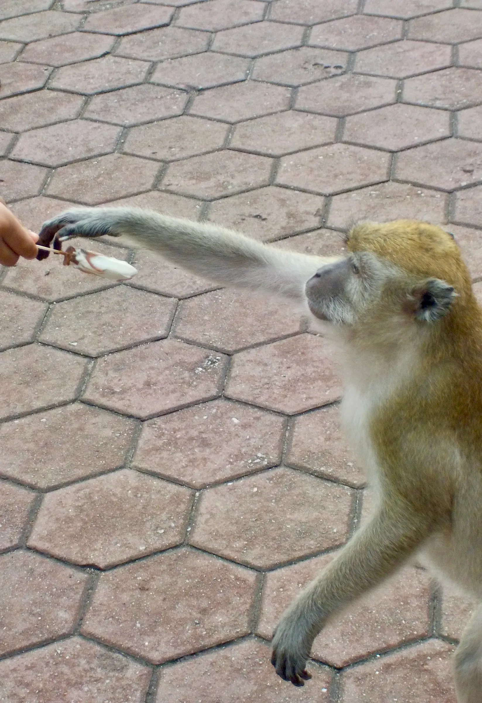 animal photograph taken in Kuala Lumpur, Malaysia, 2025